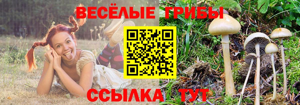Мценск  Галлюциногенные грибы Psilocybine cubensis  Вход с VPN 